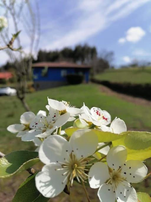 La casa azul: Un lugar mágico y acogedor en finca Juncedo Exterior foto